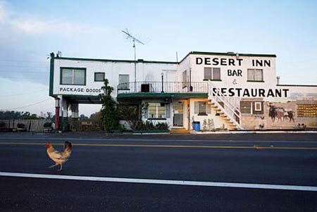 Sunrise at the Desert Inn in Yeehaw Junction brings a flurry of activity from several dozen chickens and roosters which live there. Owner Beverly Zicheck says people sometimes dump unwanted chickens at the inn. Times photo: Daniel Wallace